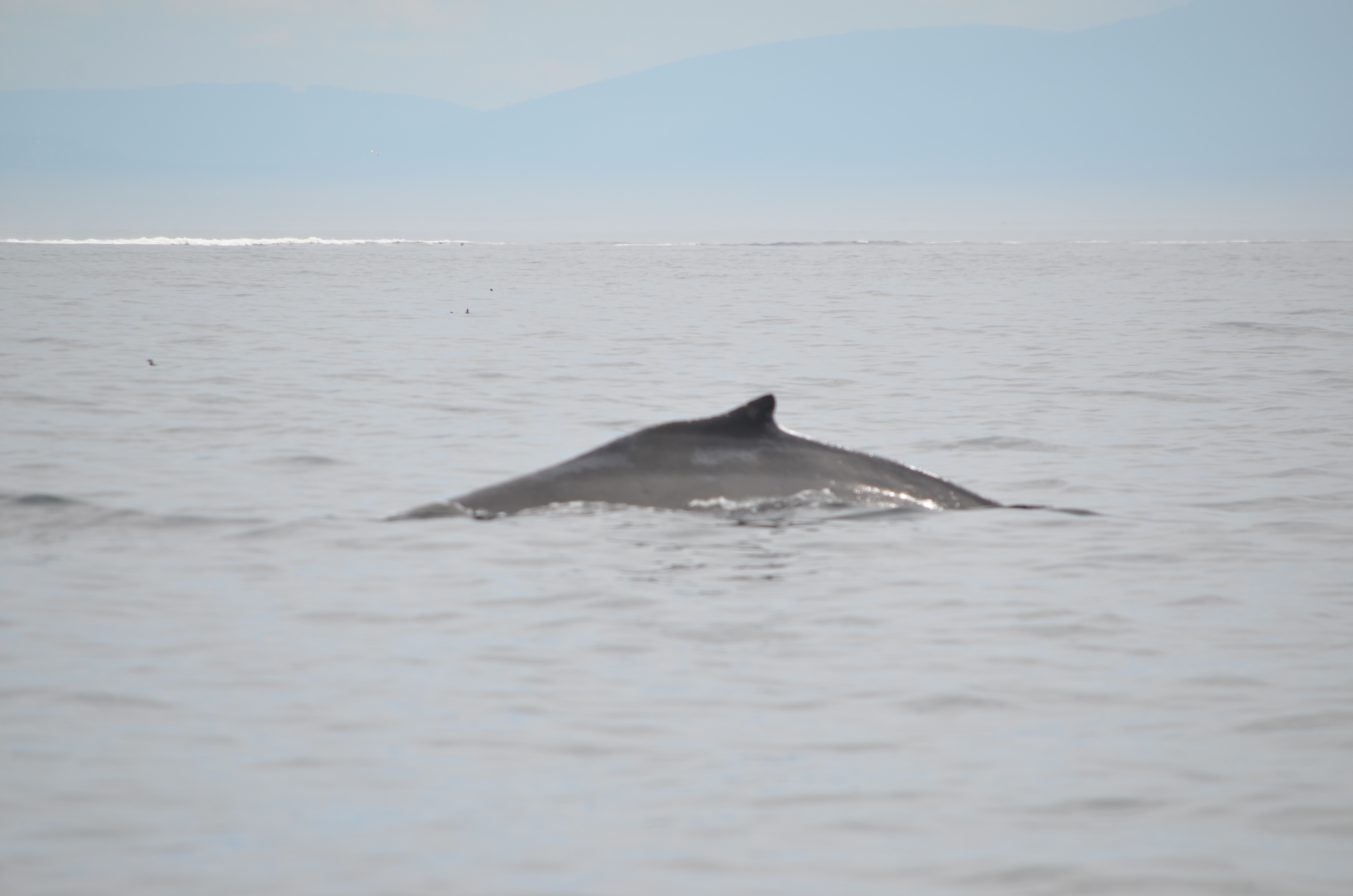 photos/wildlife/Mammal_Species/Humpback Whale/DSC_0134.JPG